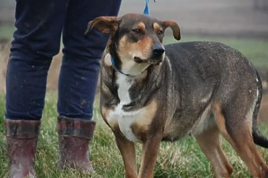 barwna, młoda suczka FIONA do adopcji