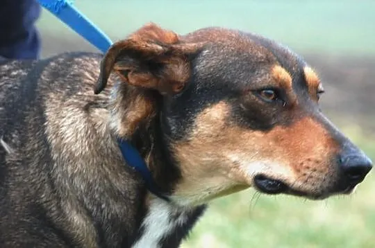 Barwna, młoda suczka FIONA do adopcji
