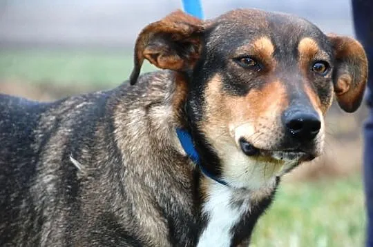 Barwna, młoda suczka FIONA do adopcji