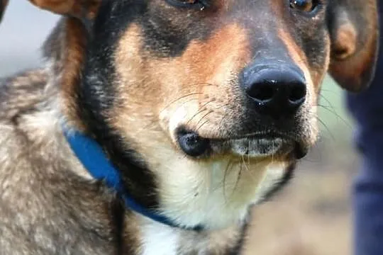 Barwna, młoda suczka FIONA do adopcji