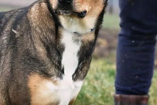 Barwna, młoda suczka FIONA do adopcji