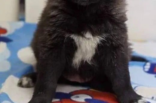 ZAZU, ZUZA, ZGUBA- 8 tyg suczki do adopcji/,  doln