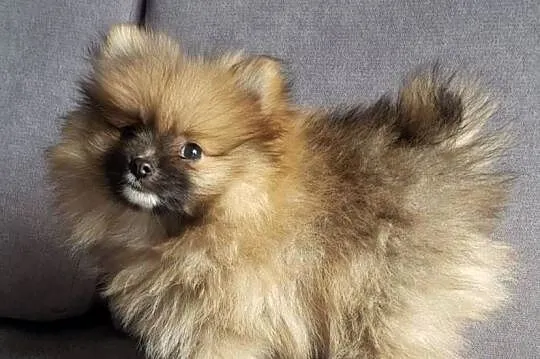 Szpic Miniaturowy Pomeranian Boo