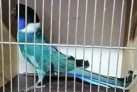 Kragen niebieski samiec, Sulbiny