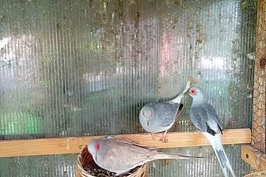 Sprzedam gołąbki likwidacja, Mazowieckie, Tłuszcz