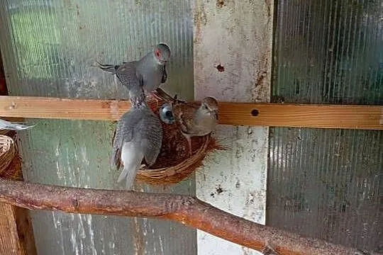 Sprzedam gołąbki likwidacja, Mazowieckie, Tłuszcz