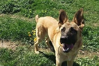 Ezop do adopcji :),  mazowieckie Warszawa