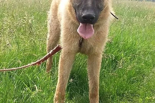 Ezop do adopcji :),  mazowieckie Warszawa