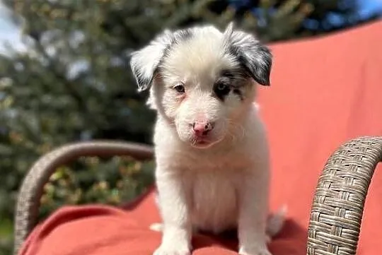Szczeniak border collie z rodowodem (z badaniami gen. rodziców), Świętokrzyskie, Wola Murowana