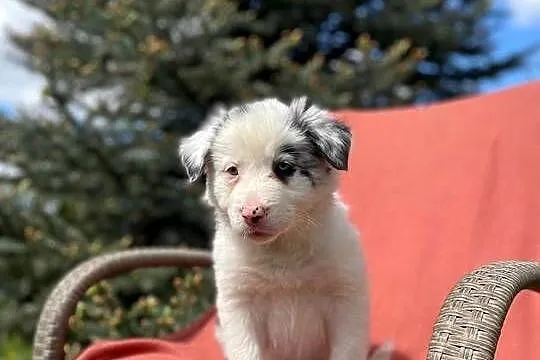 Szczeniak border collie z rodowodem (z badaniami gen. rodziców), Świętokrzyskie, Wola Murowana