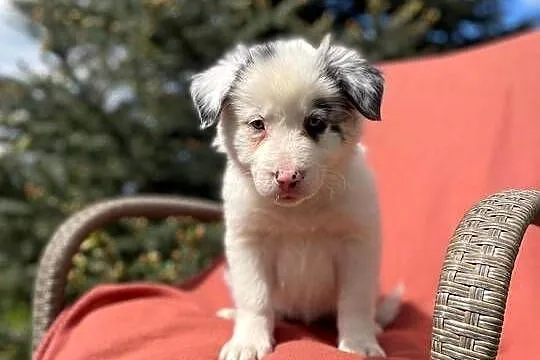 Szczeniak border collie z rodowodem (z badaniami gen. rodziców), Świętokrzyskie, Wola Murowana
