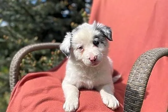 Szczeniak border collie z rodowodem (z badaniami gen. rodziców), Świętokrzyskie, Wola Murowana