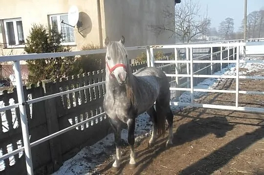 Stanówka kuc walijski z licencją !