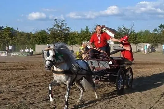 Stanówka kuc walijski z licencją !