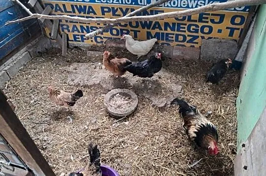 Kurki kogutki cwergi, Wielkopolskie, Kościan