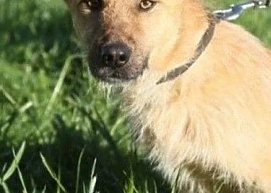 Śliczny wesoły piesek poleca się do adopcji, Małopolskie, Kraków