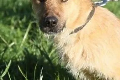 Śliczny wesoły piesek poleca się do adopcji