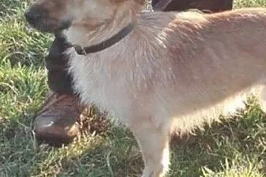 Śliczny wesoły piesek poleca się do adopcji, Małopolskie, Kraków