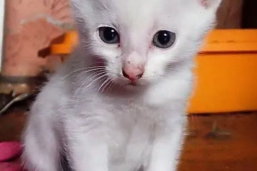Kociaki do adopcji białe, czarne, bure i rude czek