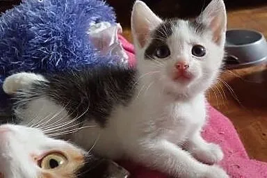Kociaki do adopcji białe, czarne, bure i rude czek