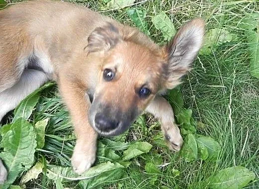 Keisy, szczeniaczek, suczka do adopcji, dolnośląs