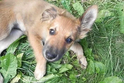 Keisy, szczeniaczek, suczka do adopcji,  dolnośląs