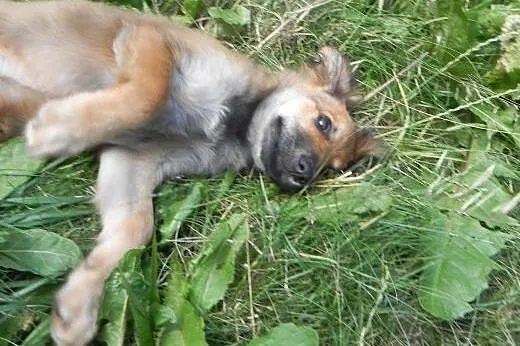 Keisy, szczeniaczek, suczka do adopcji,  dolnośląs