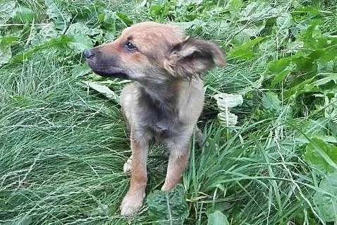 Keisy, szczeniaczek, suczka do adopcji,  dolnośląs