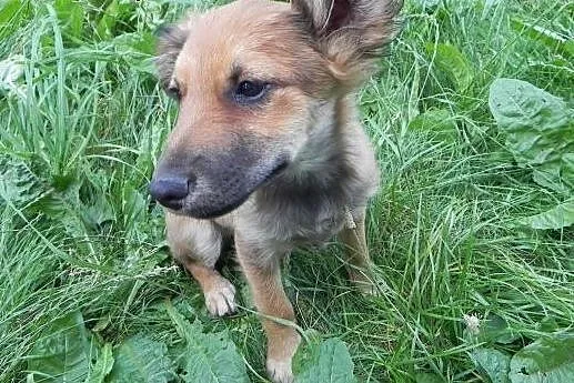 Keisy, szczeniaczek, suczka do adopcji,  dolnośląs