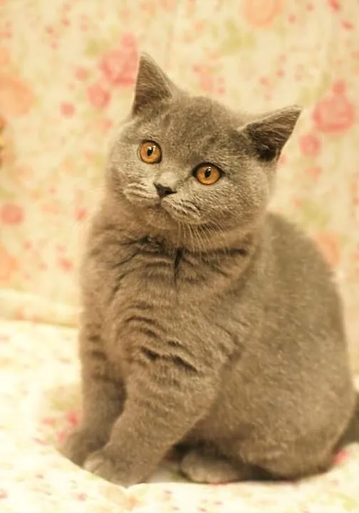 ALISON Cat Małki*PL Koteczka Niebieska