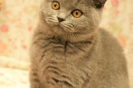 ALISON Cat Małki*PL Koteczka Niebieska