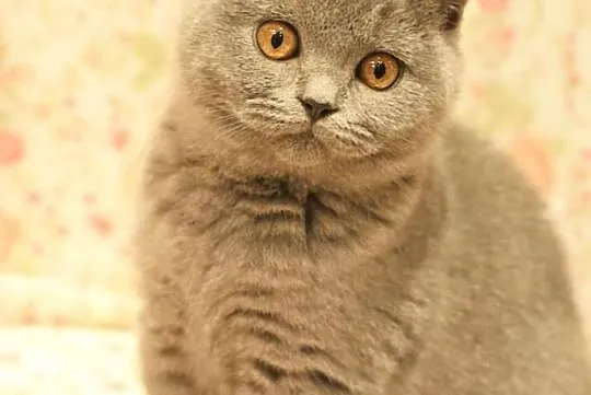 ALISON Cat Małki*PL Koteczka Niebieska
