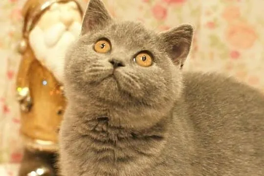ALISON Cat Małki*PL Koteczka Niebieska