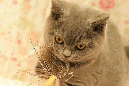 ALISON Cat Małki*PL Koteczka Niebieska