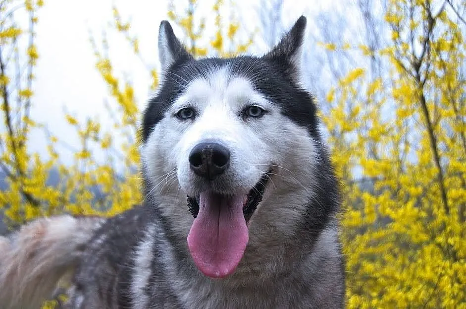 Chaber piękny, młody, łagodny, aktywny siberian hu