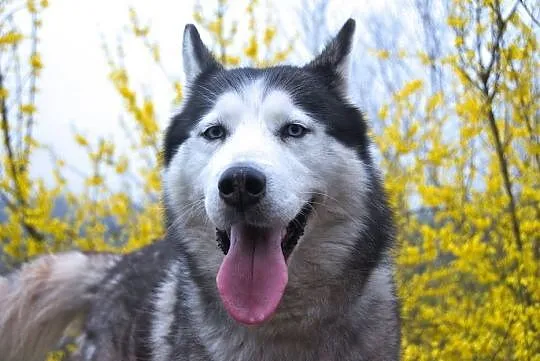 Chaber piękny, młody, łagodny, aktywny siberian hu