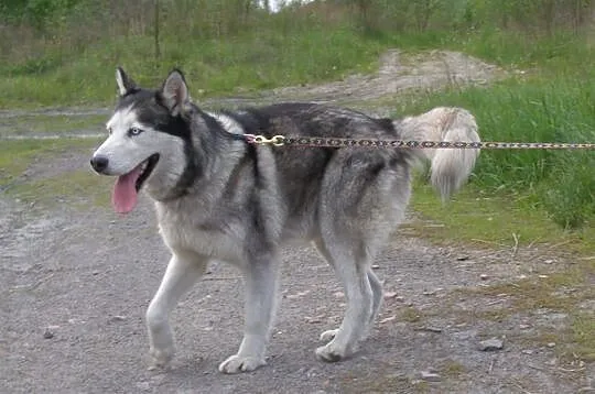 Chaber piękny, młody, łagodny, aktywny siberian hu