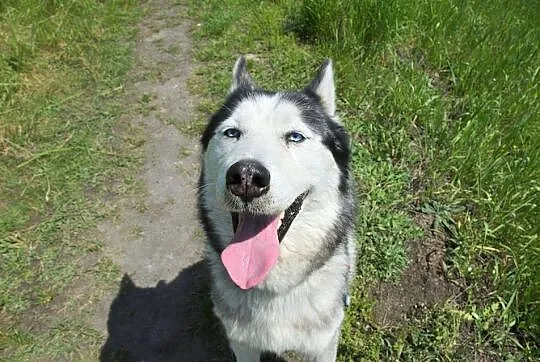 Chaber piękny, młody, łagodny, aktywny siberian hu