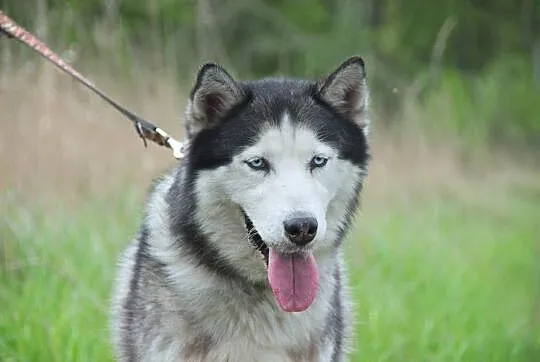 Chaber piękny, młody, łagodny, aktywny siberian hu