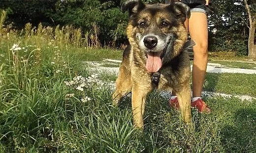 Towarzyski psi niedźwiadek Boryś, dolnośląskie Wr
