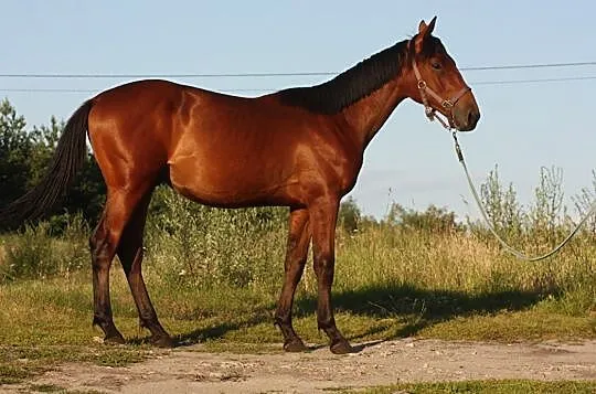 Wałach po Quidam de Revel II, , 