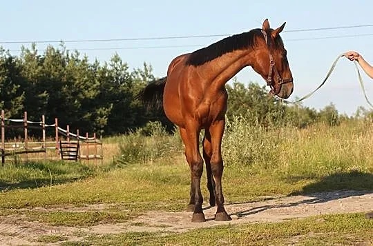 Wałach po Quidam de Revel II, , 
