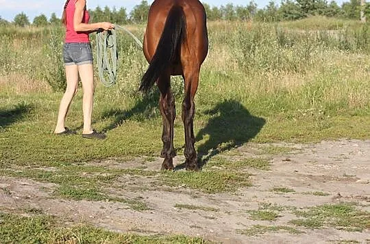 Wałach po Quidam de Revel II, , 