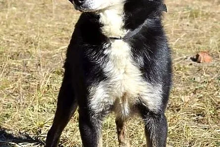 Bardzo grzeczny, mały Tosio :)
