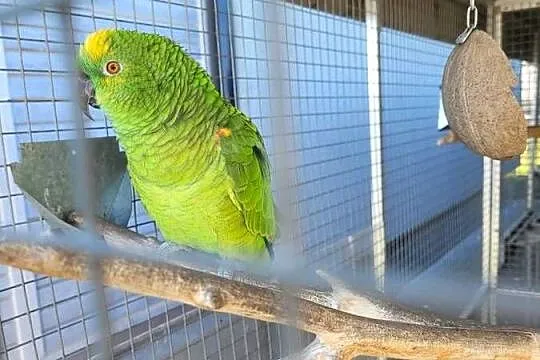 Amazonka niebieskoczelna szuka nowego domu, Śląskie, Kleszczów