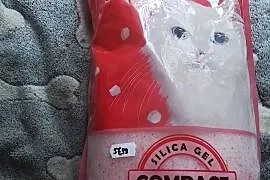 Żwirek silikonowy dla kotów.