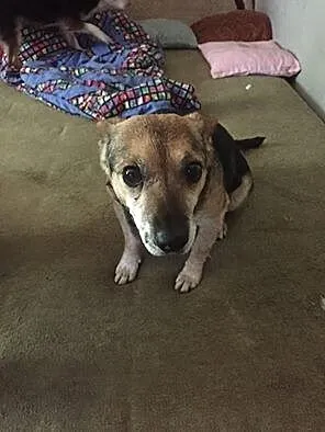 Maleńki Luis, wesoły psiak do adopcji!