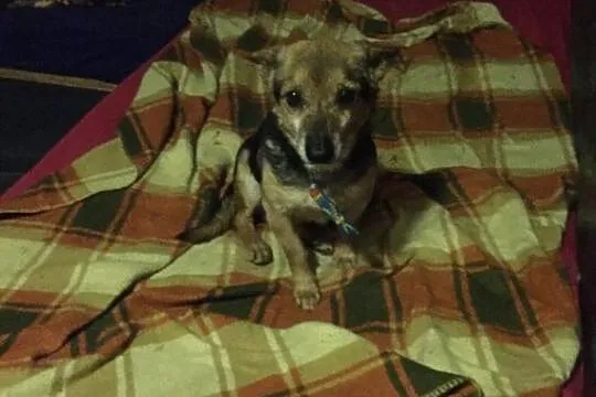 Maleńki Luis, wesoły psiak do adopcji!
