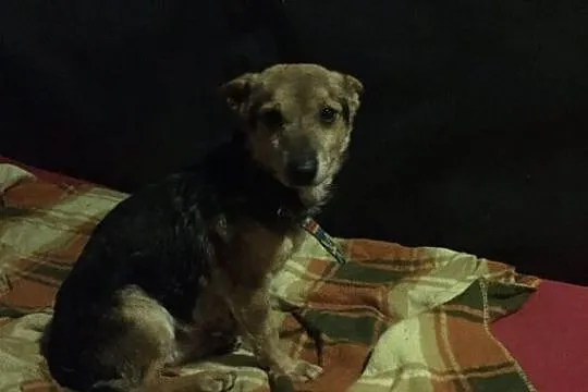 Maleńki Luis, wesoły psiak do adopcji!