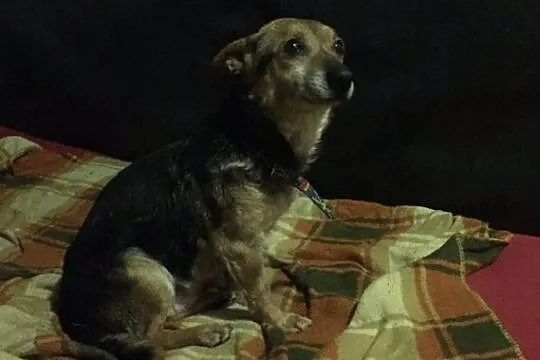 Maleńki Luis, wesoły psiak do adopcji!